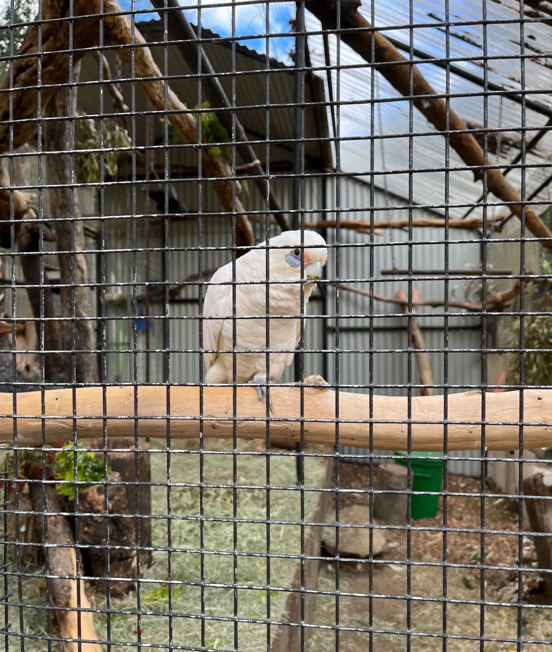Marsupial park 鸚鵡
